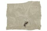 Detailed Fossil Weevil (Snout Beetle) - Green River Formation #242715-1